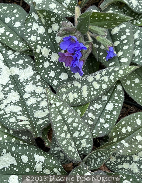 Pulmonaria Trevi Fountain