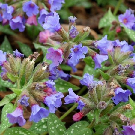 Pulmonaria Trevi Fountain