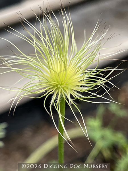 Pulsatilla vulgaris Alba