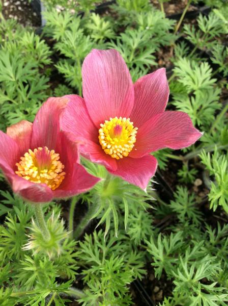 Pulsatilla vulgaris ‘Rosen Glocke’