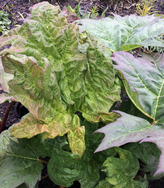 Rheum palmatum