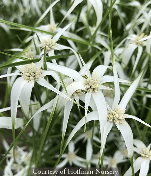 Rhynchospora colorata