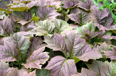 Rodgersia podophylla Bronze Form