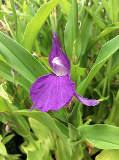 Roscoea purpurea