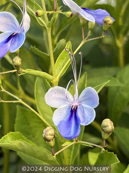 Rotheca myricoides ‘Ugandense’