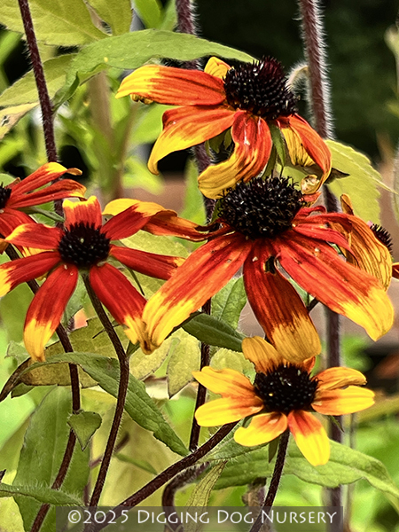 Rudbeckia triloba ‘Prairie Glow’