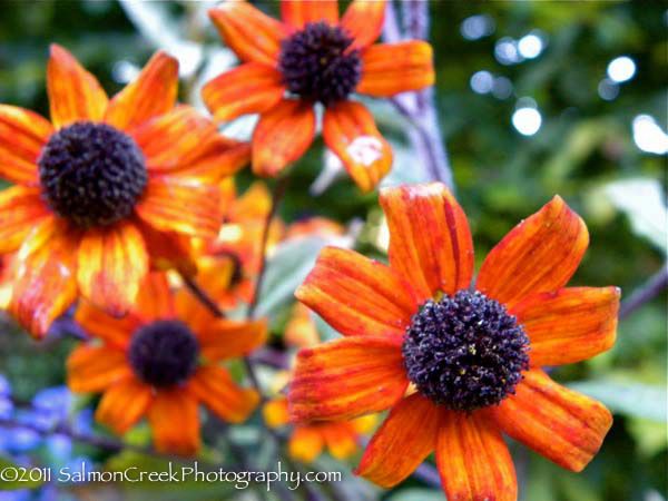 Rudbeckia triloba Prairie Glow