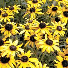 Rudbeckia fulgida Viettes Little Suzy