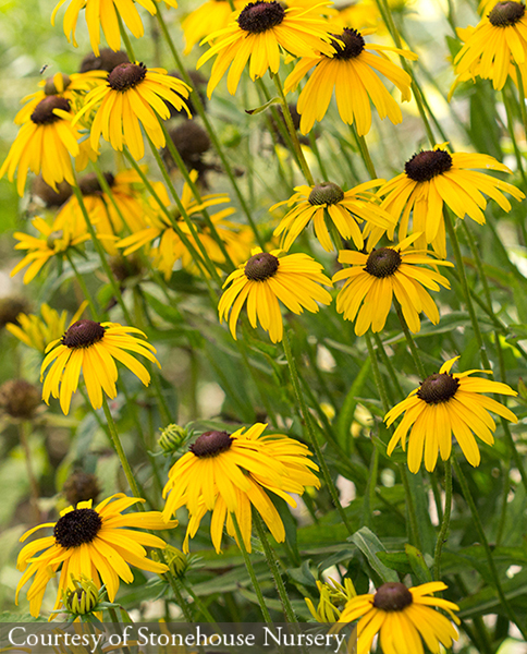 Rudbeckia fulgida Viettes Little Suzy