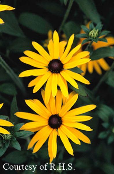 Rudbeckia fulgida