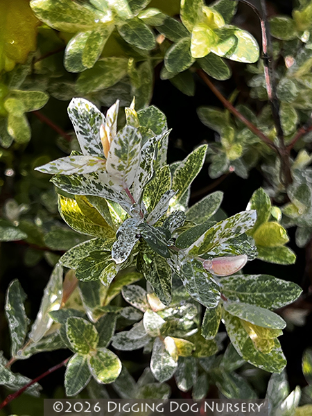 Salix integra &lsquo;Hakuro Nishiki&rsquo;