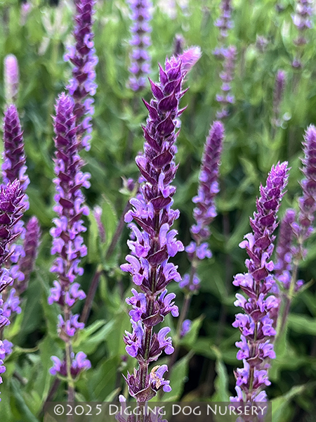 Salvia nemorosa Amethyst