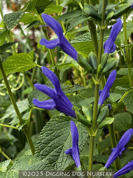 Salvia guaranitica Blue Ensign
