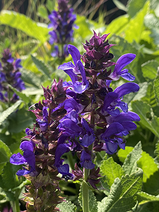 Salvia nemorosa ‘Blue Marvel’