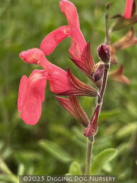 Salvia greggii ‘Lowrys Peach’
