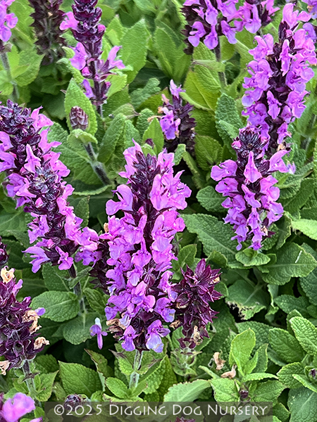 Salvia nemorosa Midnight Rose