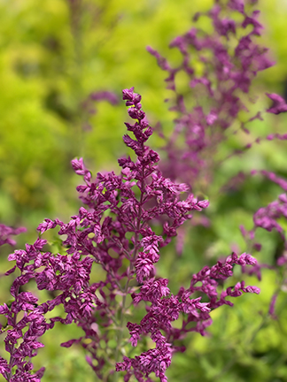 Salvia nemorosa Schwellenburg