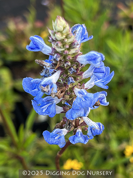 Salvia.php