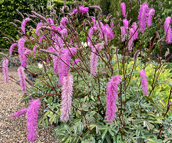 Sanguisorba hakusanensis Lilac Squirrel