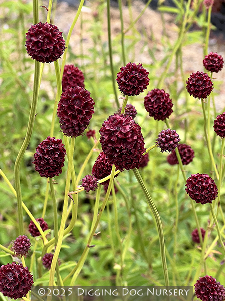 Sanguisorba officinalis ‘Martin’s Mulberry’