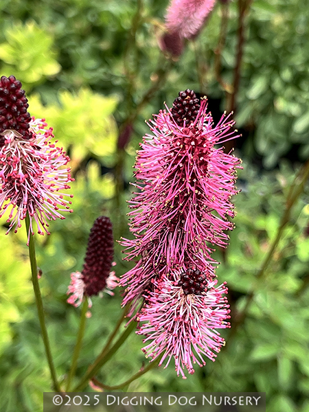 Sanguisorba menziesii ‘Wake Up’
