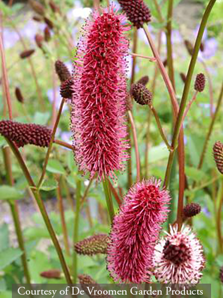 Sanguisorba menziesii