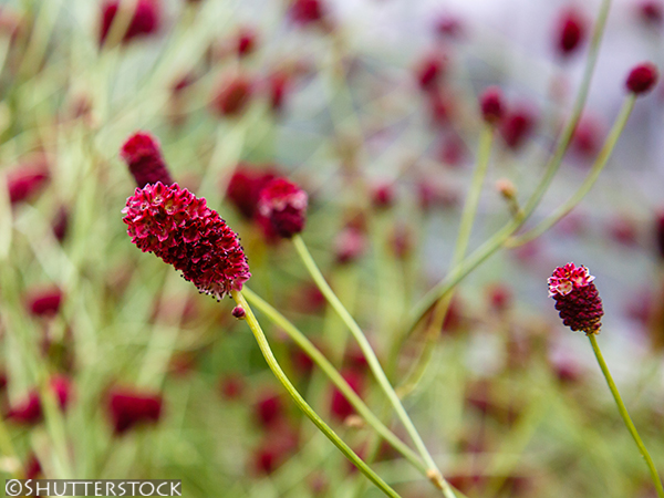 Sanguisorba officinalis