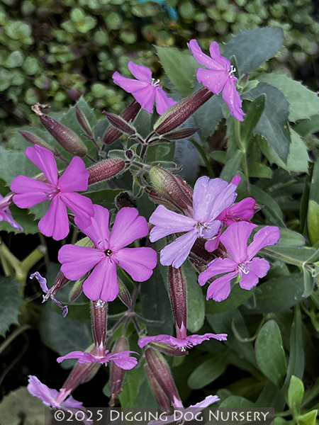 Saponaria lempergii Max Frei