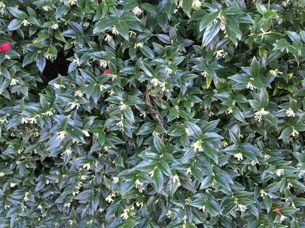 Sarcococca ruscifolia