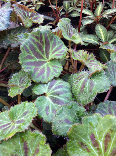 Saxifraga stolonifera Maroon Beauty