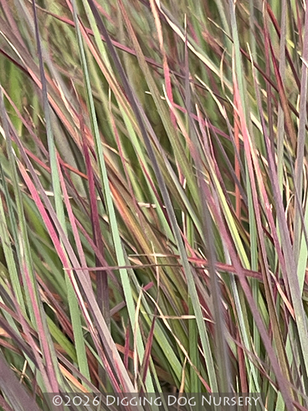 Schizachyrium scoparium ‘Standing Ovation’