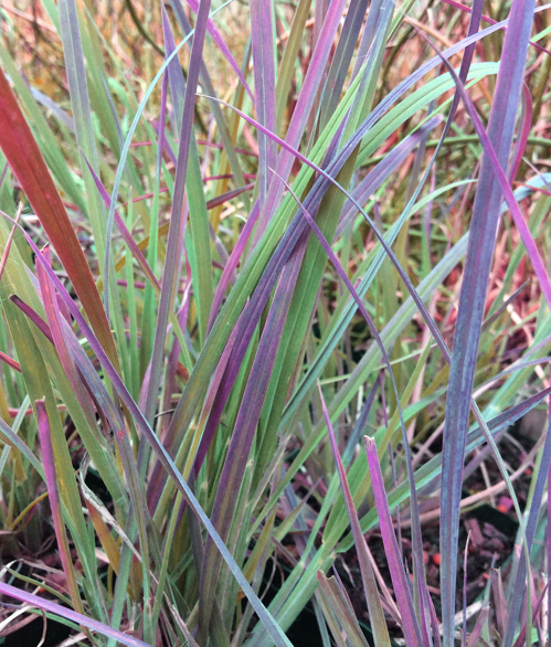 Schizachyrium scoparium ‘Standing Ovation’