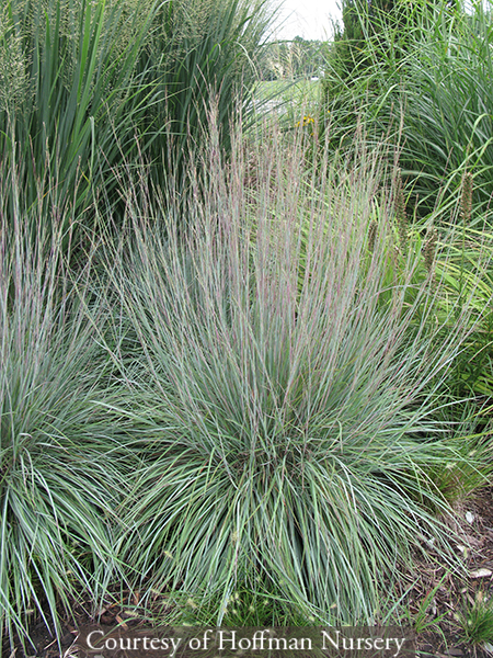 Schizachyrium scoparium ‘The Blues’