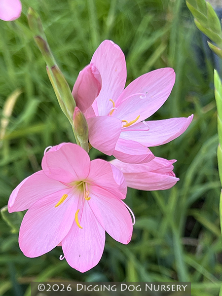 Schizostylis coccinea Jennifer