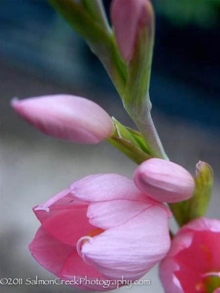 Schizostylis coccinea Jennifer