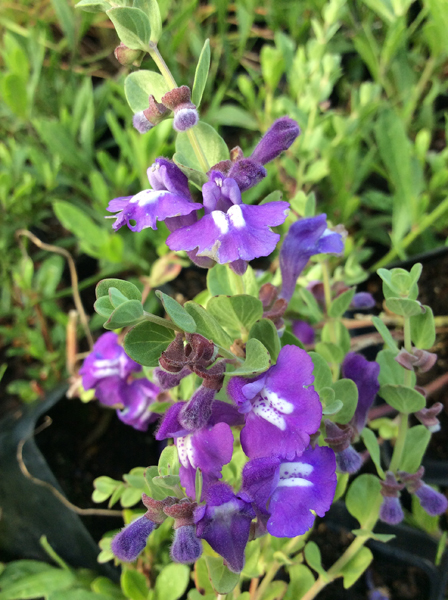 Scutellaria resinosa Smoky Hills