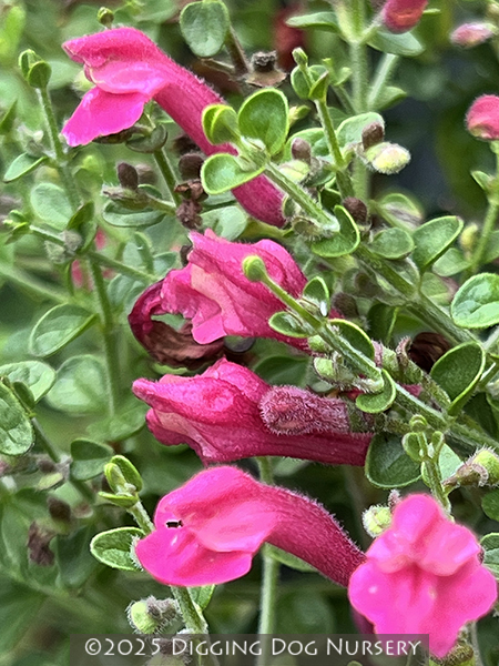 Scutellaria suffrutescens ‘Texas Rose’