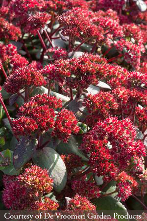 Sedum telephium ‘Red Cauli’