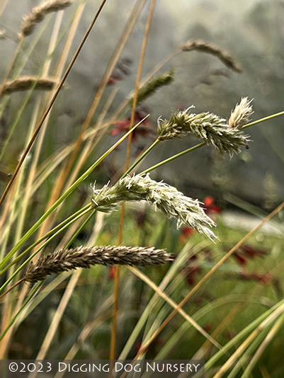 Sesleria argentea