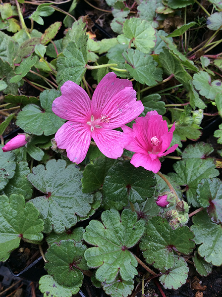 Sidalcea malviflora ‘Palustre’