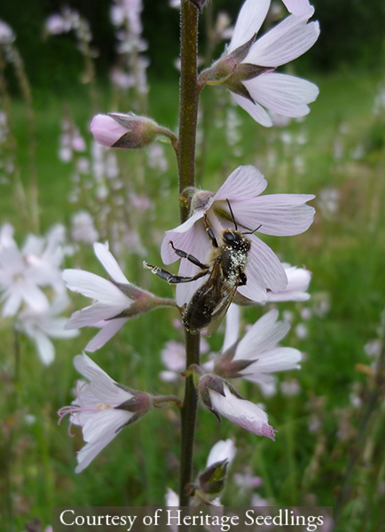 Sidalcea campestris