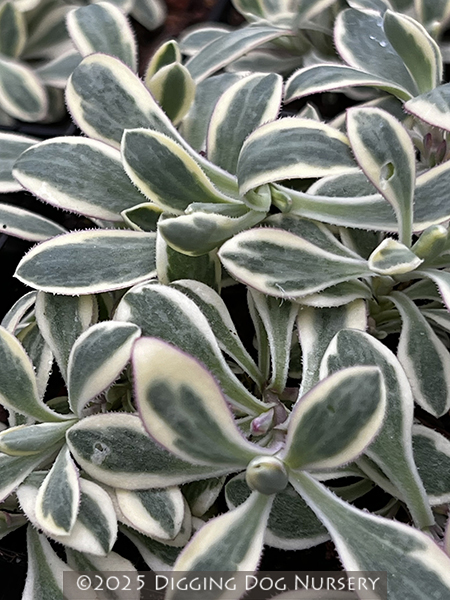 Silene uniflora Druetts Variegated