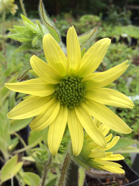 Silphium mohrii