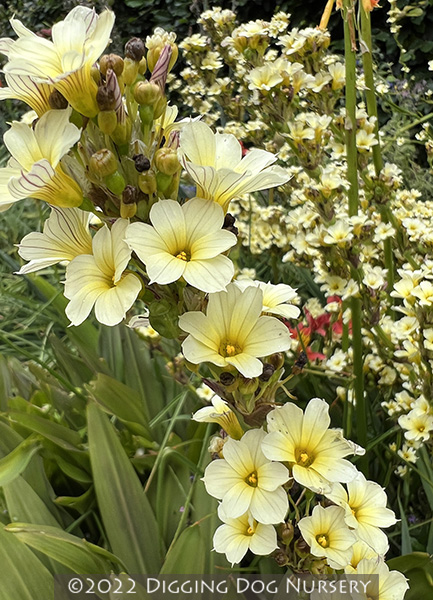 Sisyrinchium striatum