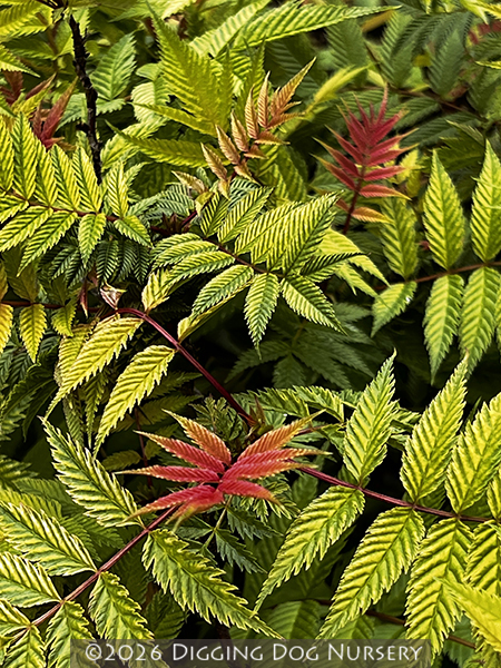 Sorbaria sorbifolia &lsquo;Sem&rsquo;