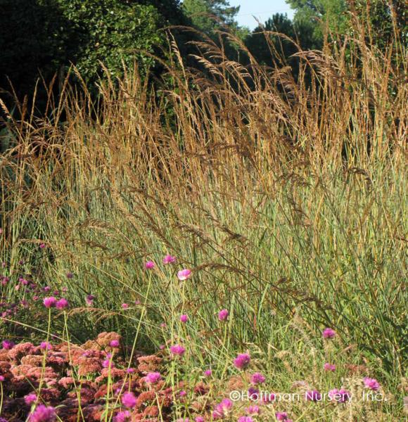 Sorghastrum nutans ‘Indian Steel’