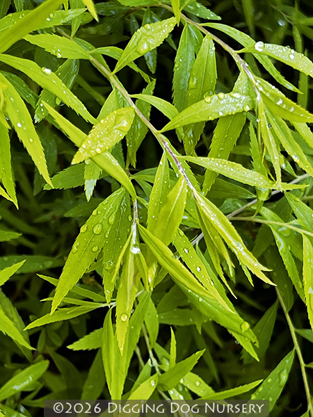 Spiraea thunbergii &lsquo;Ogon&rsquo;