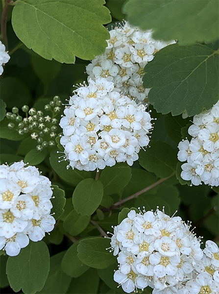 Spiraea betulifolia Tor