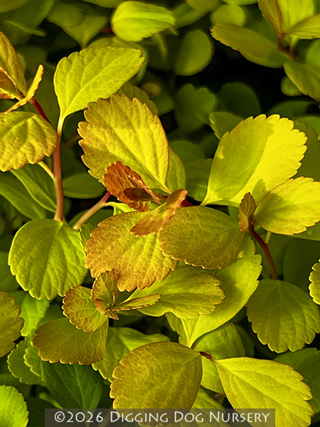 Spiraea betulifolia &lsquo;Tor Gold&rsquo;