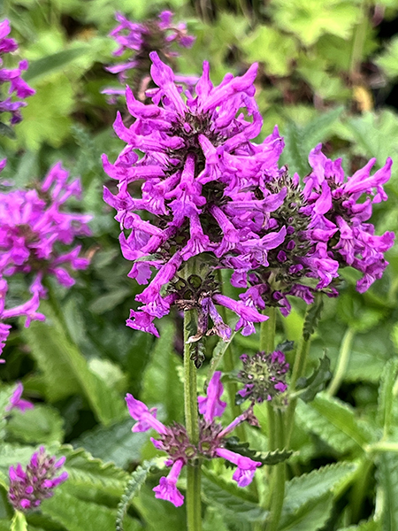 Stachys maxima